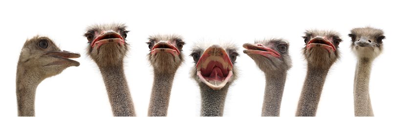 Ostrich Facts