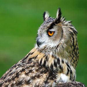 Fun Owl Facts