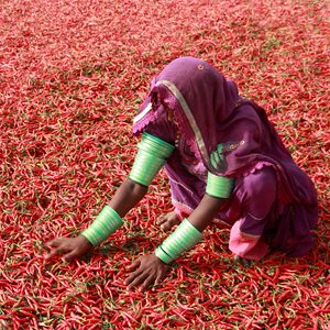 Pakistan Facts Agriculture