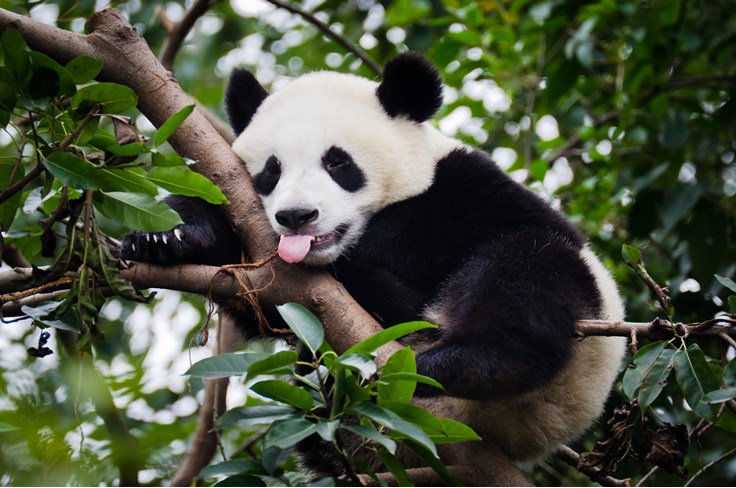 Panda Diet Fact