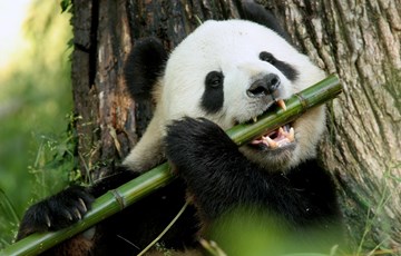 Panda Bamboo Fact