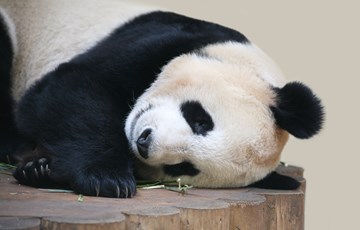 Adorable Panda Fact
