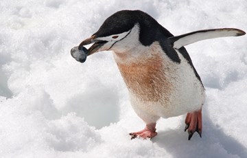 Penguin Eating Facts