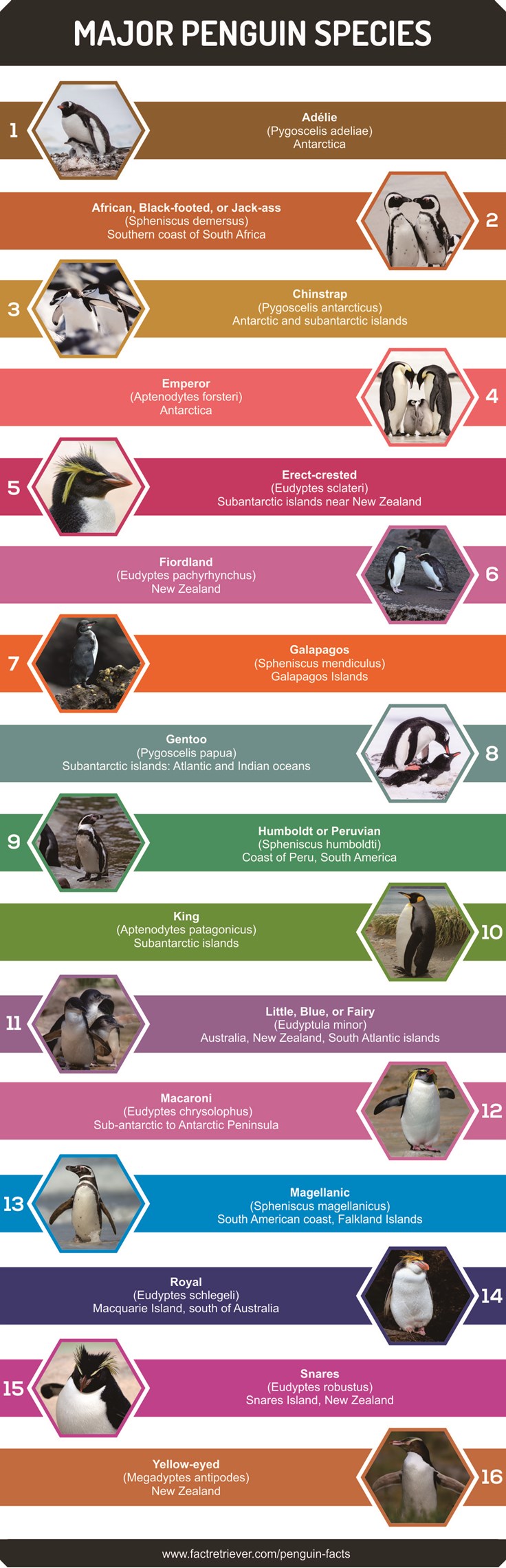 Penguin Chart