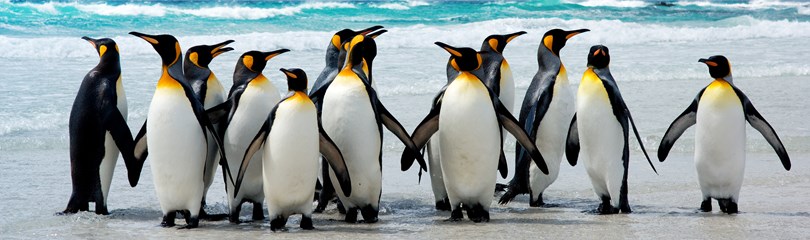 Penguin Facts