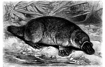Duck-Bill Platypus