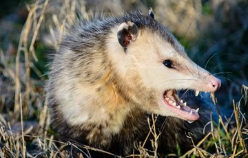 Opossum Play Dead