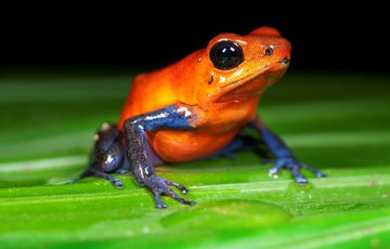 Poison dart frogs