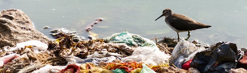 Pollution Facts