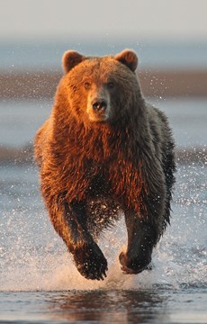Interesting Bear Facts