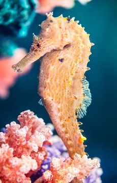 Interesting Seahorse Fact