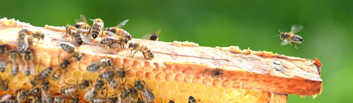 Interesting Beekeeping Iraq Fact