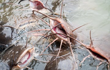 Interesting Catfish Fact