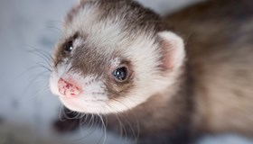 Ferret Fact