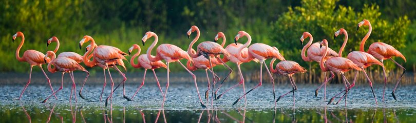 Interesting Flamingo Facts