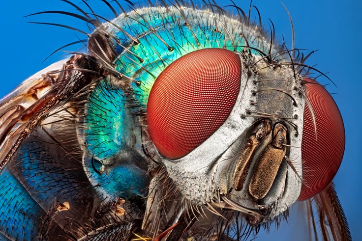 Fly Close up Fact