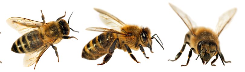 Honey Bee Facts