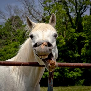 Interesting Flehmen Response Fact