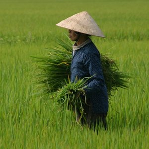Rice History