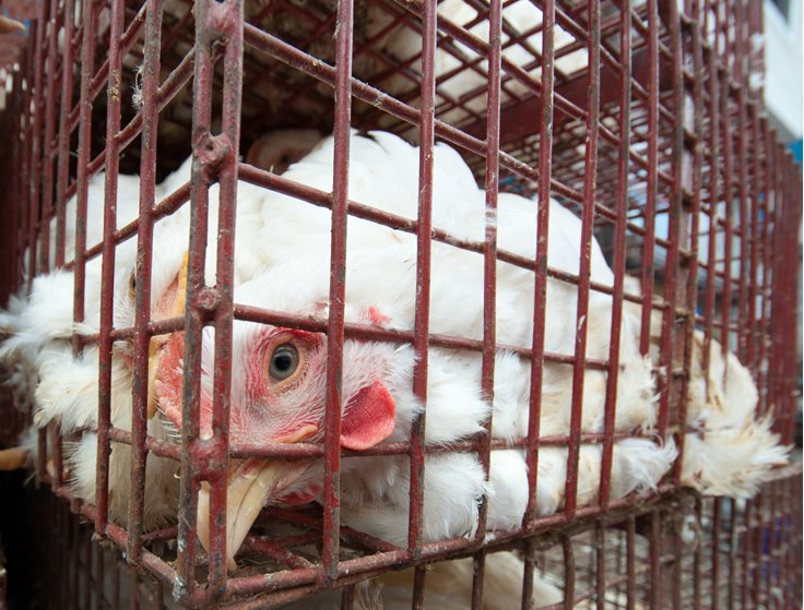Sad Animal Abuse Fact