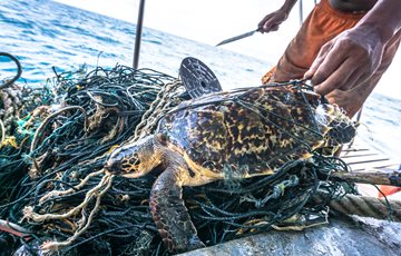 Save Sea Turtles