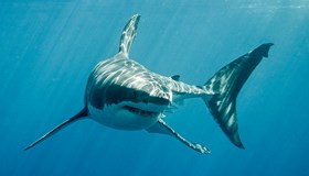 Sharks Facts