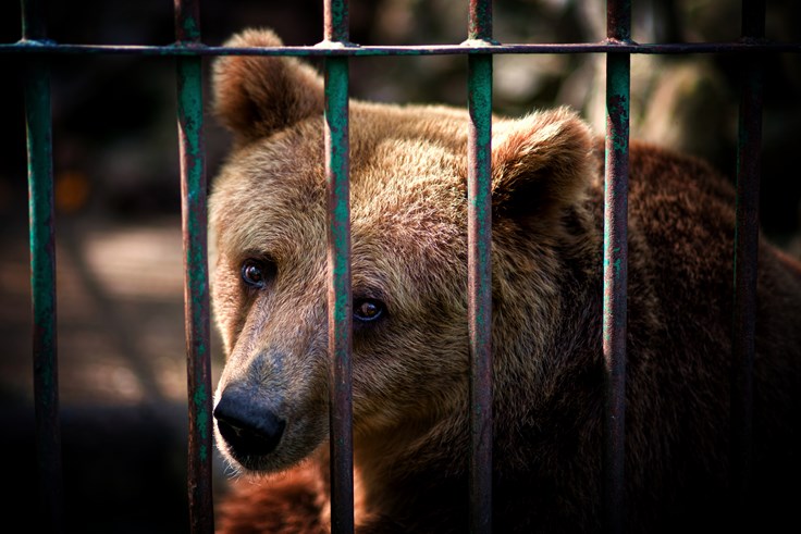 Sad Bear Farm Fact