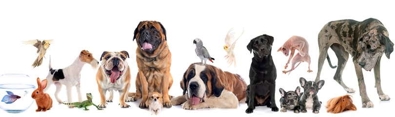 Intelligent Animal Facts