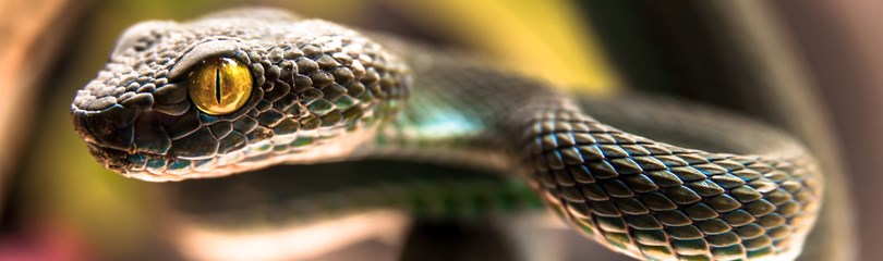 Snake Facts