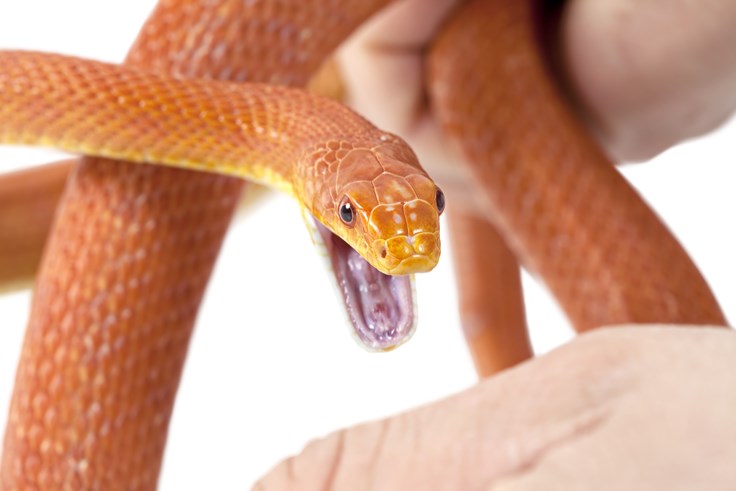 Snake Bite Facts