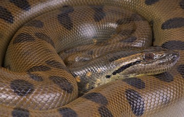 Anaconda Mating Facts