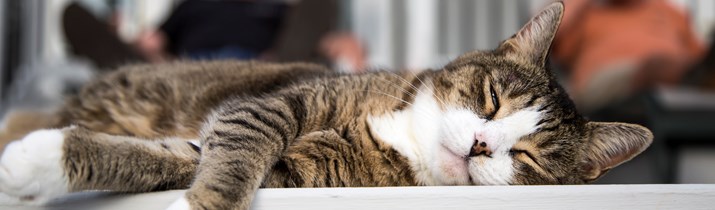Cat Nap Fact