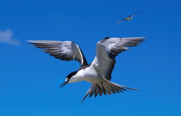 Bird Flight Fact