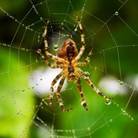 Facts about Arachnids