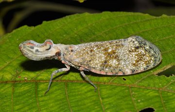Peanut Bug Fact