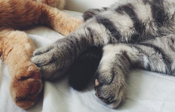 Cat Paws