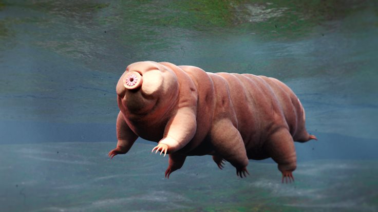 Tardigrade Under a microscope