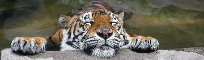 Tigers Love Water