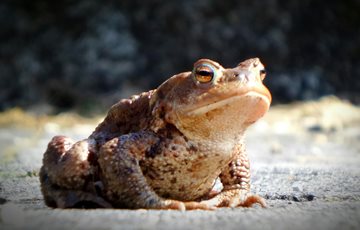 Toad Skin