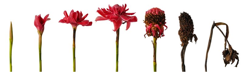Leading Death Causes