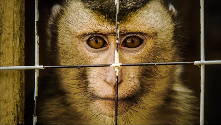 Animal Cruelty Facts