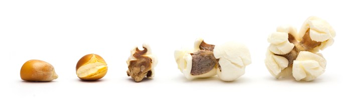 Popcorn Kernel Facts