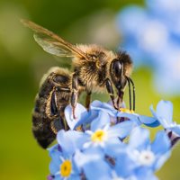 Surprising Bee Facts