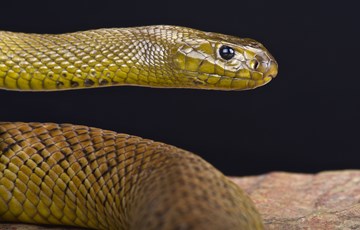 Poisonous Snake Fact