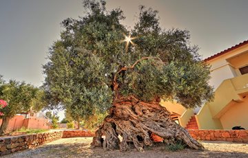 Olive tree crete fact