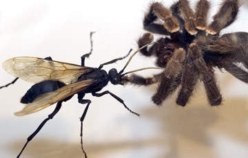 Wasp and Spider