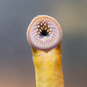 sea Lamprey Fact