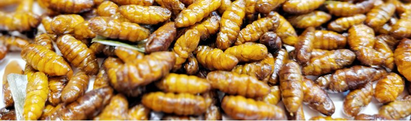 Caterpillar Facts