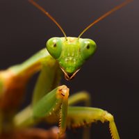 Preying Mantis Weird Fact
