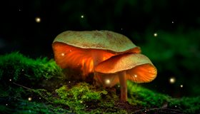 Gross Mushroom Facts